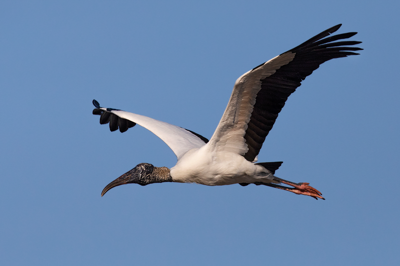 Wood Stork