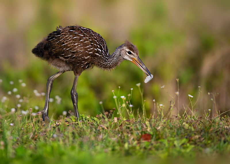 Limpkin