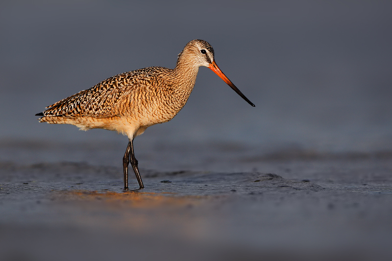 Marbled Godwit