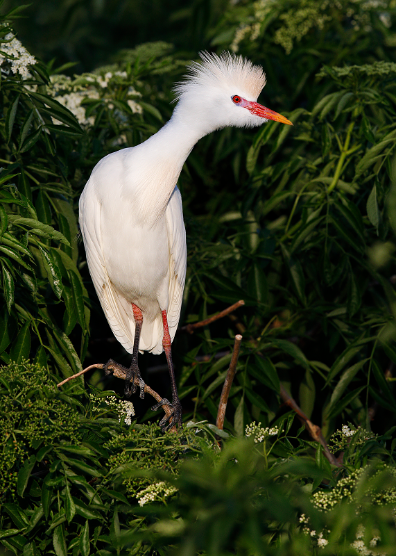 Western Cattle Egret