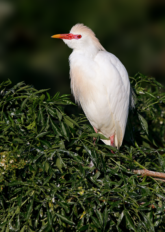 Western Cattle Egret