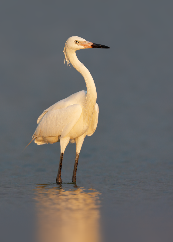 Reddish Egret