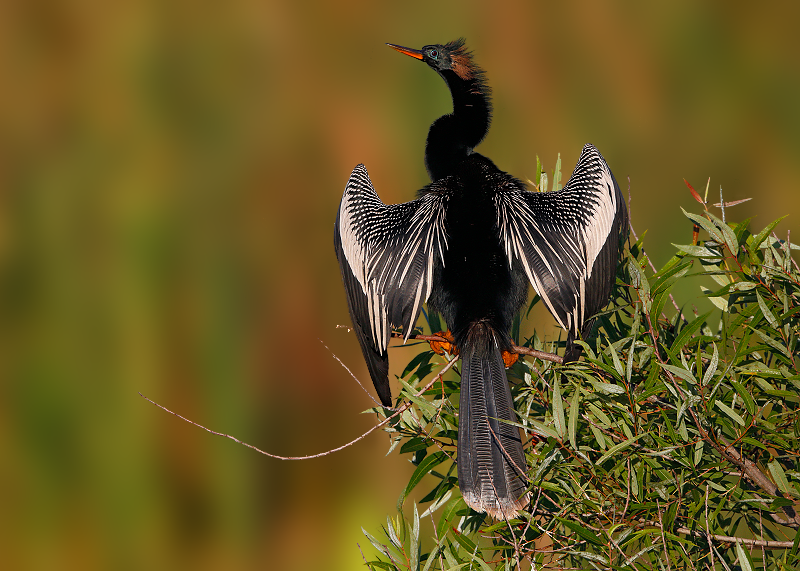 Anhinga