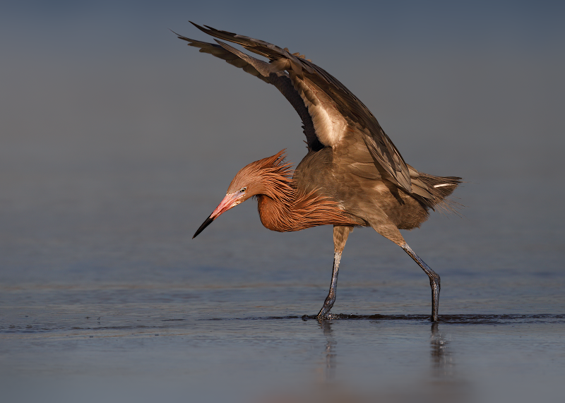 Reddish Egret