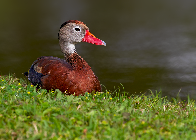 Black-bellied Whistling-Duck