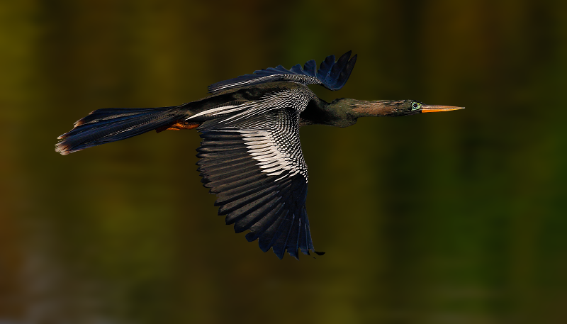 Anhinga