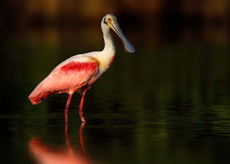 Roseate Spoonbill