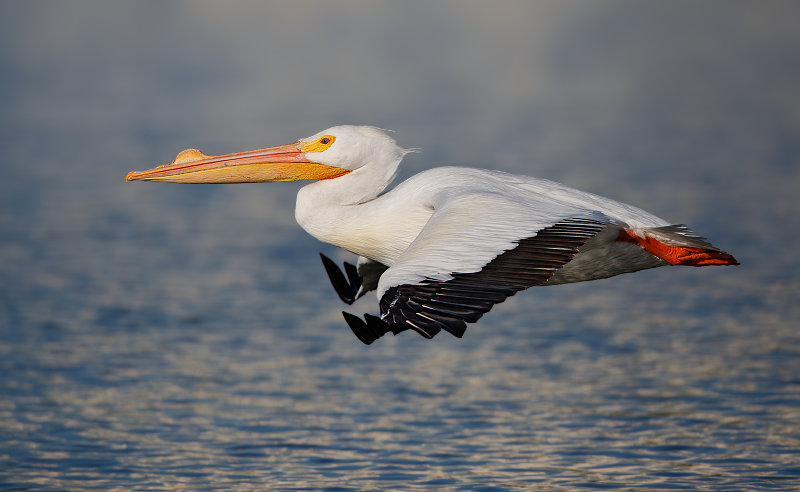 American White Pelican