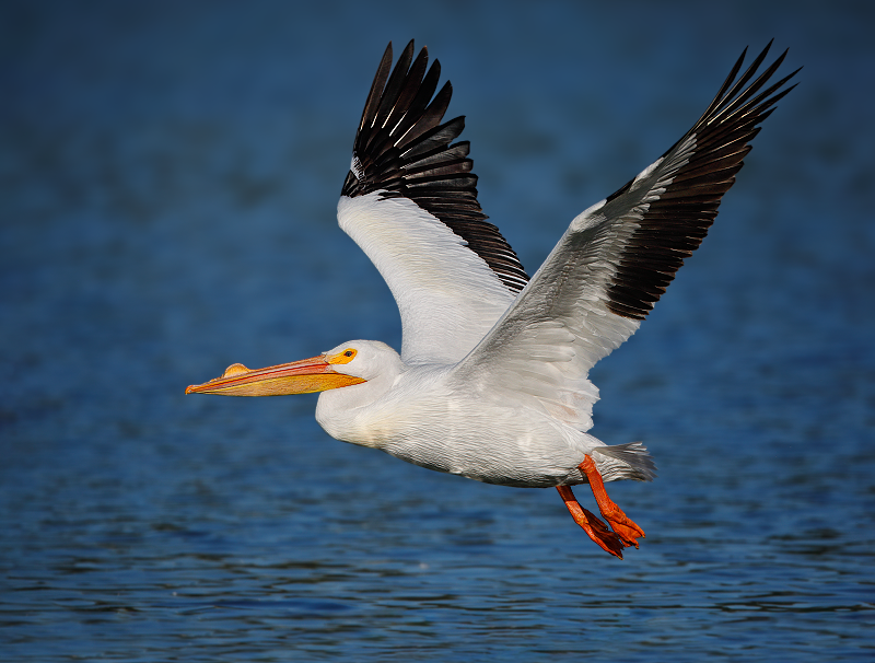 American White Pelican