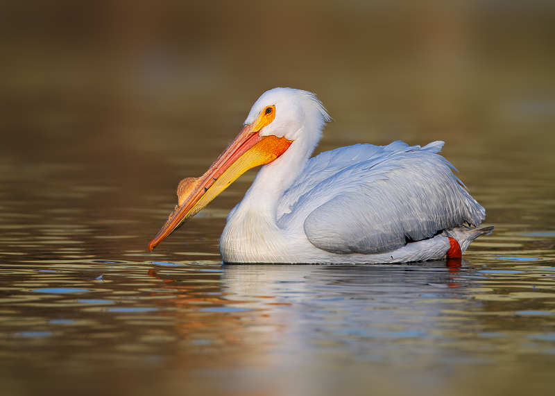 American White Pelican