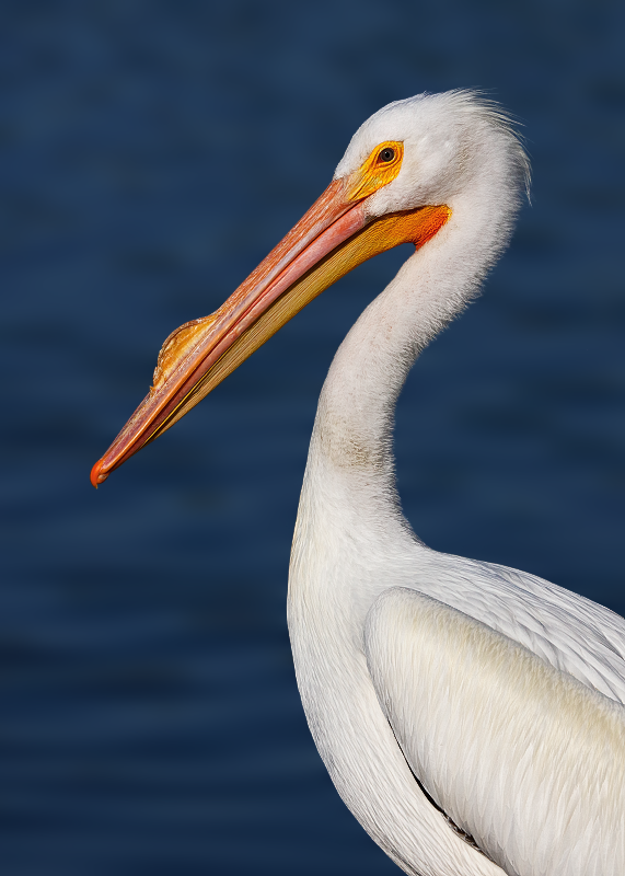 American White Pelican