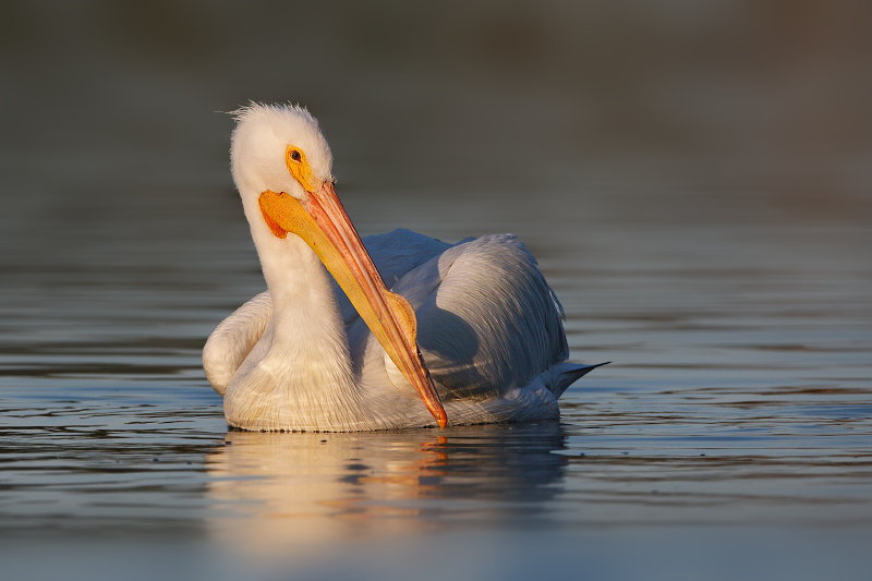 American White Pelican