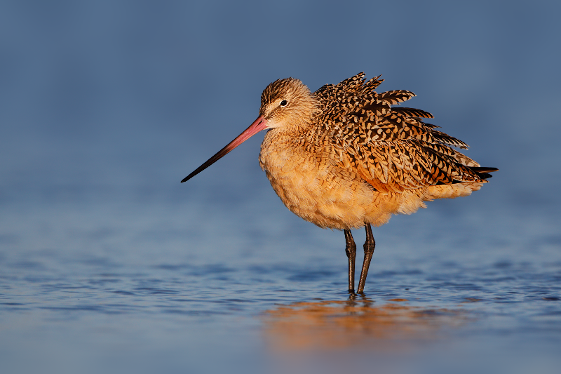 Marbled Godwit