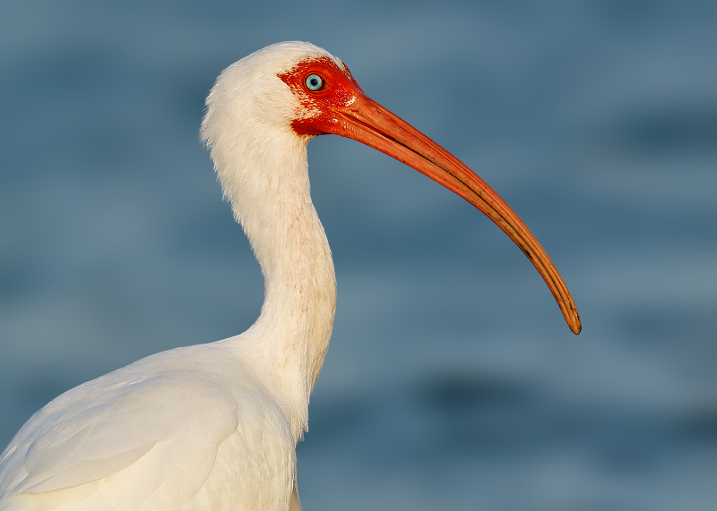 White Ibis