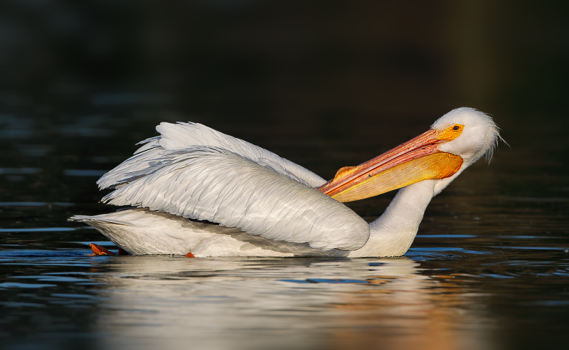 American White Pelican