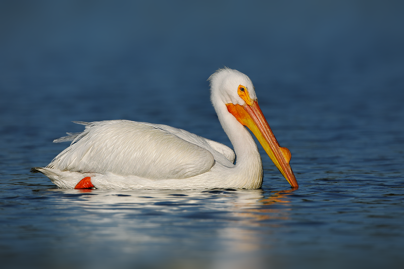 American White Pelican