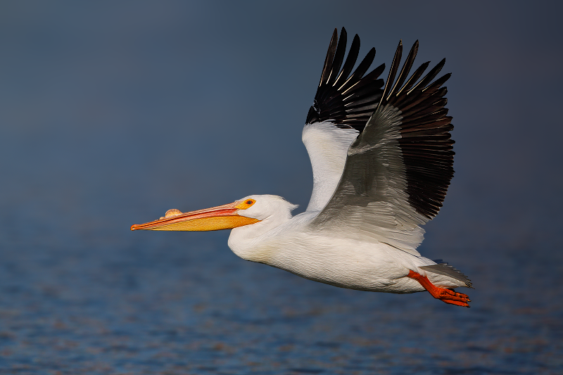 American White Pelican