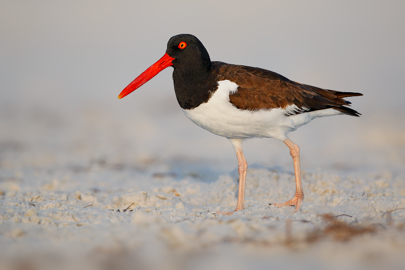 American Oystercatcher