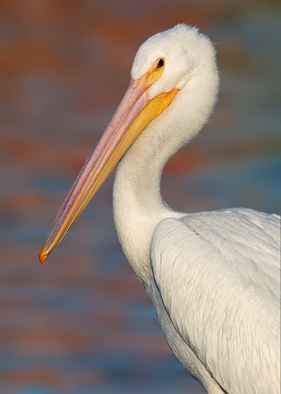 American White Pelican