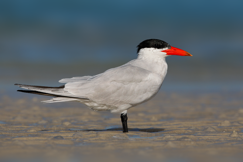 Caspian Tern