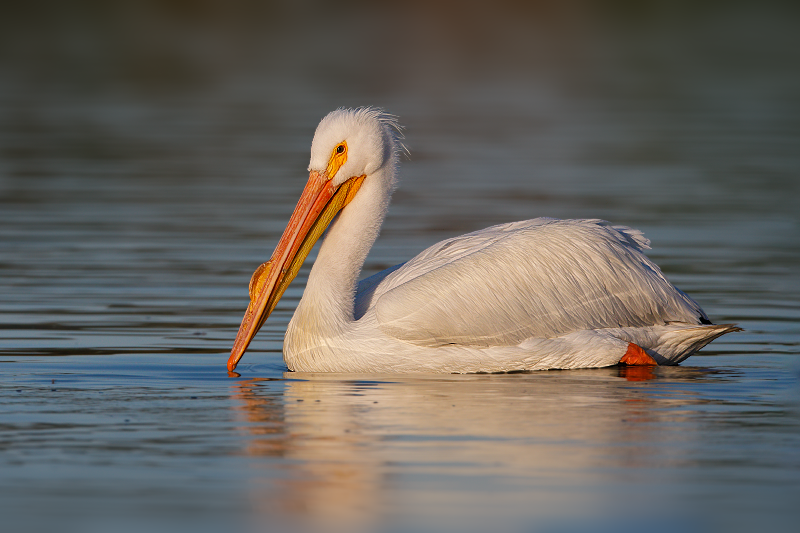 American White Pelican