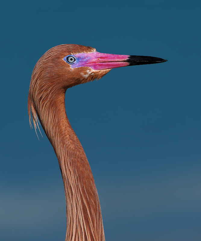 Reddish Egret