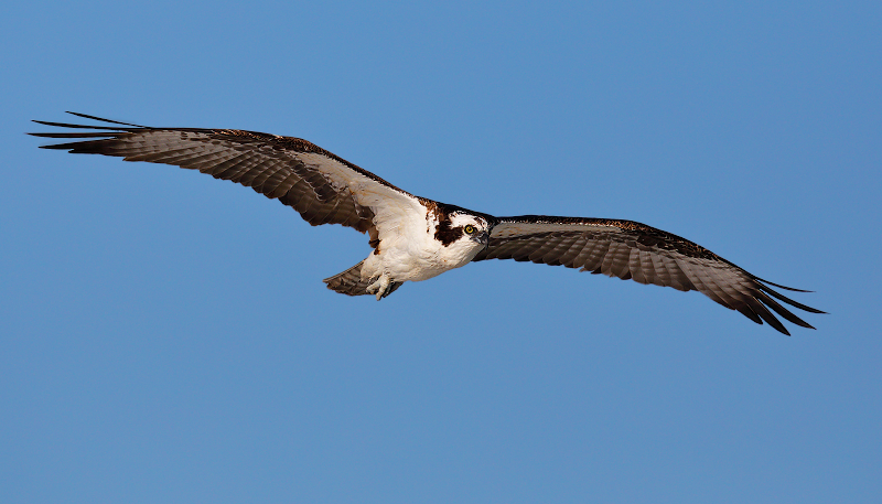 Osprey