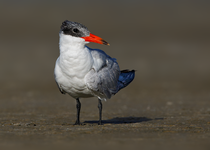 Caspian Tern