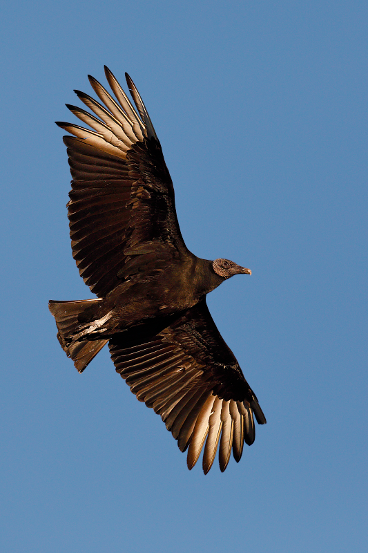 Black Vulture