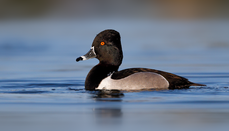 Ring-necked Duck