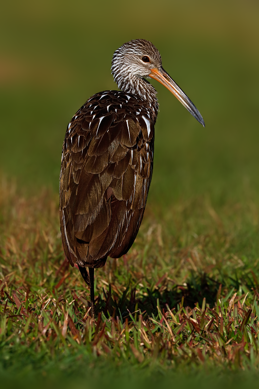 Limpkin