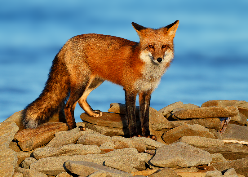 Red Fox