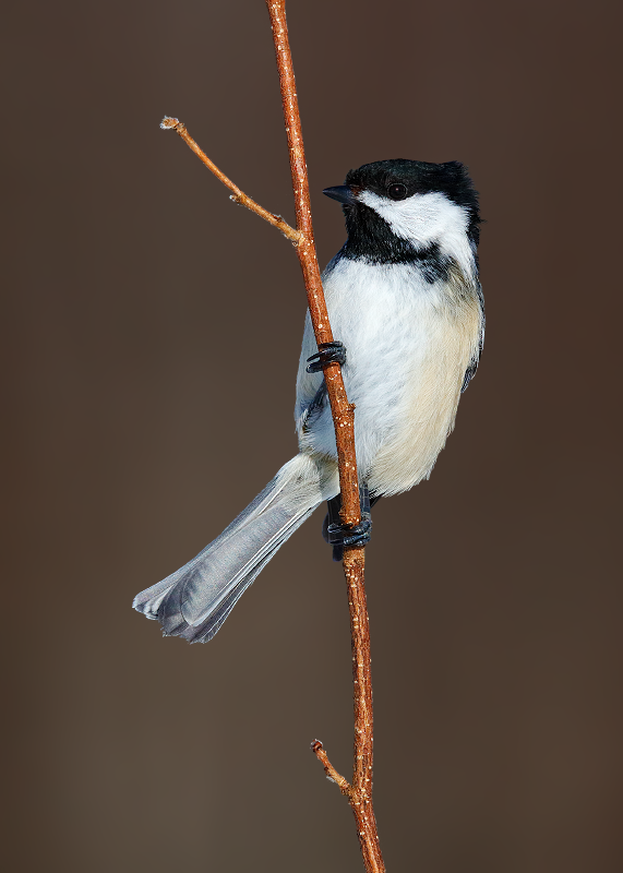 Black-capped Chickadee