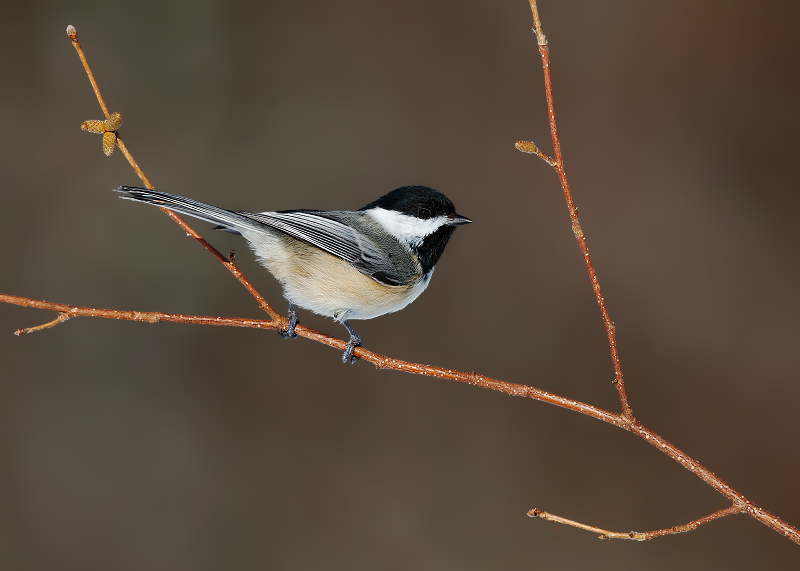 Black-capped Chickadee