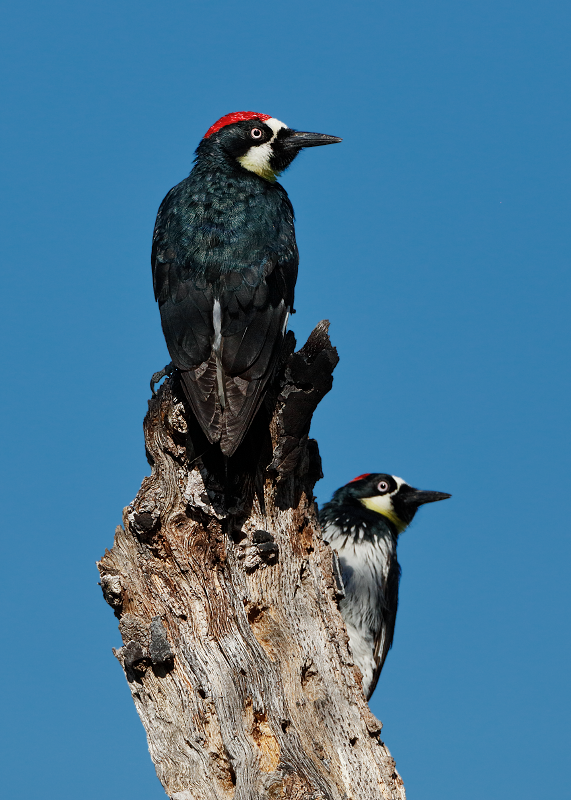 Acorn Woodpecker