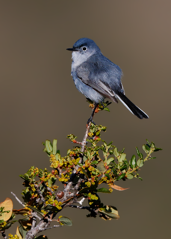 Blue-gray Gnatcatcher