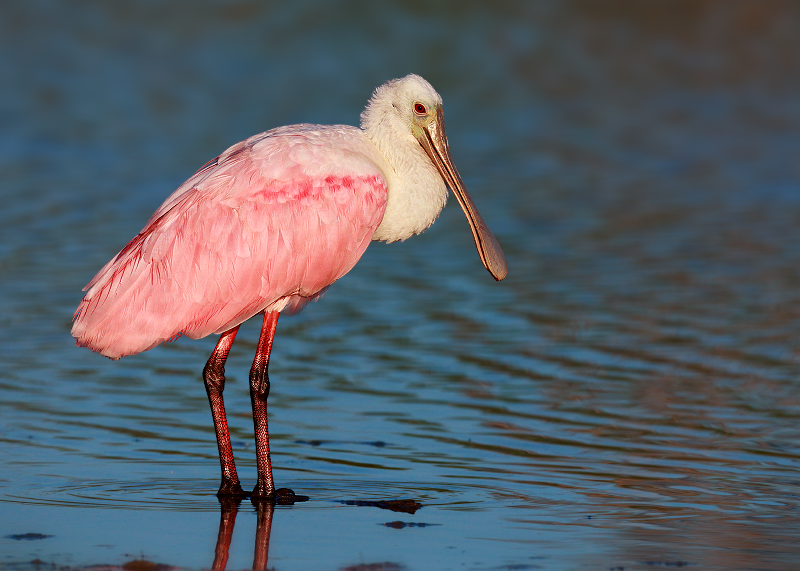 Roseate Spoonbill