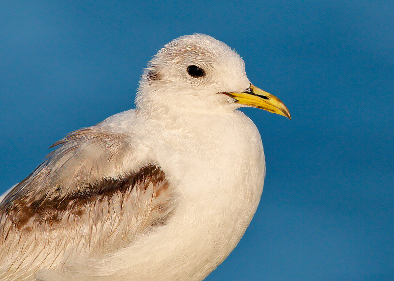 Black-legged Kittiwake