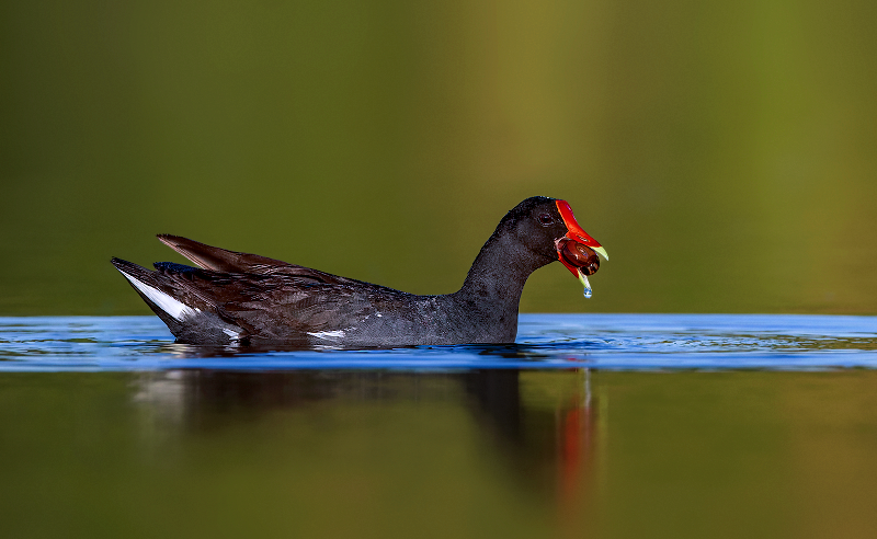 Common Gallinule