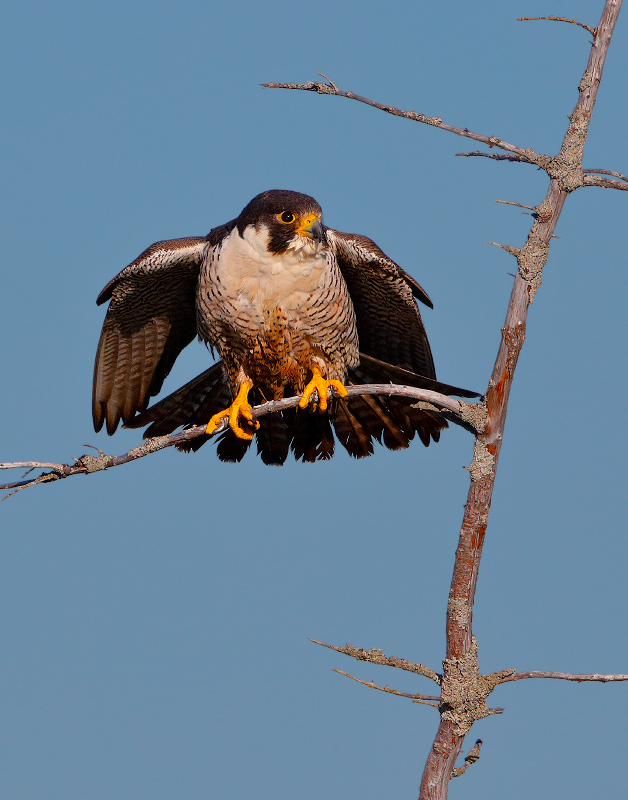 Peregrine Falcon