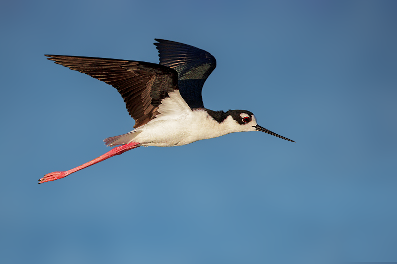 Black-necked Stilt