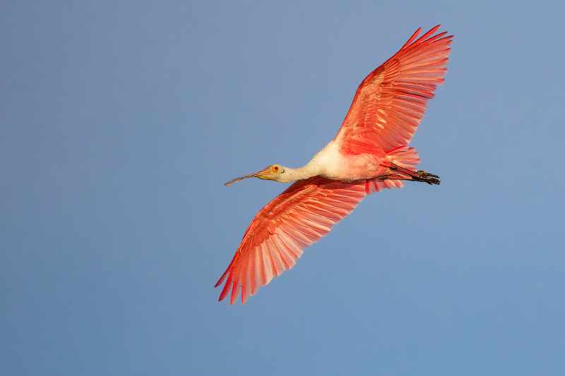 Roseate Spoonbill