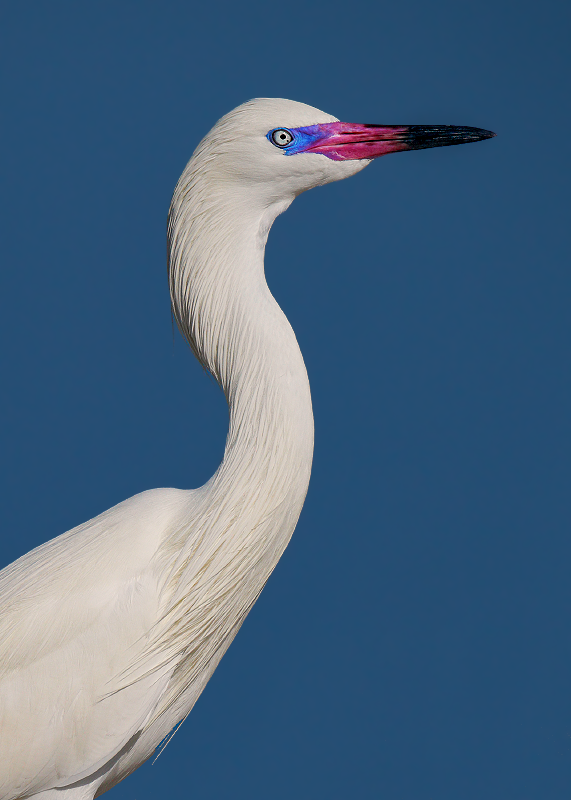 Reddish Egret