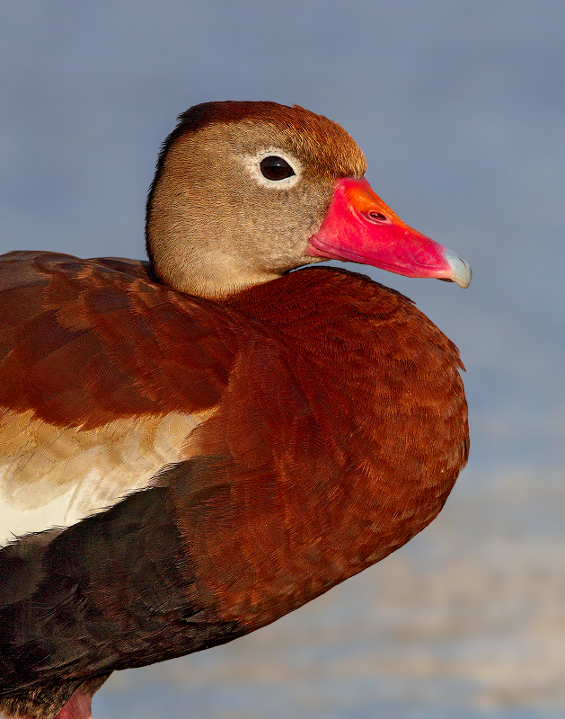 Black-bellied Whistling-Duck