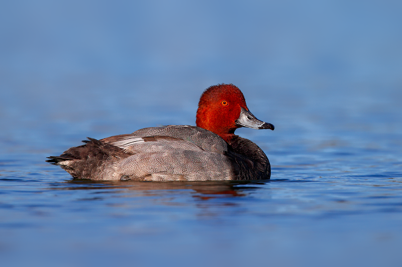 Redhead