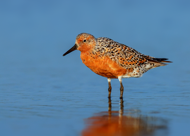 Red Knot