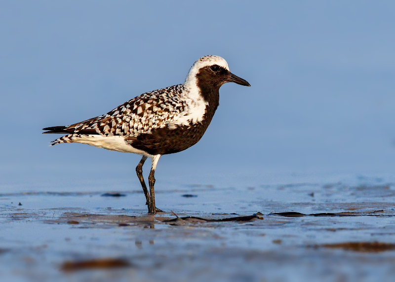 Black-bellied Plover