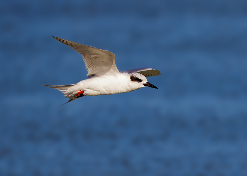 Forster's Tern