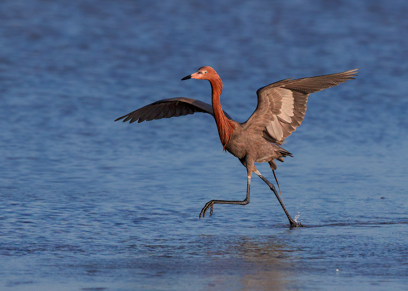 Reddish Egret