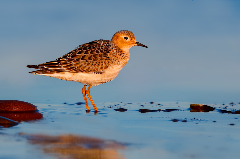 Buff-breasted Sandpiper